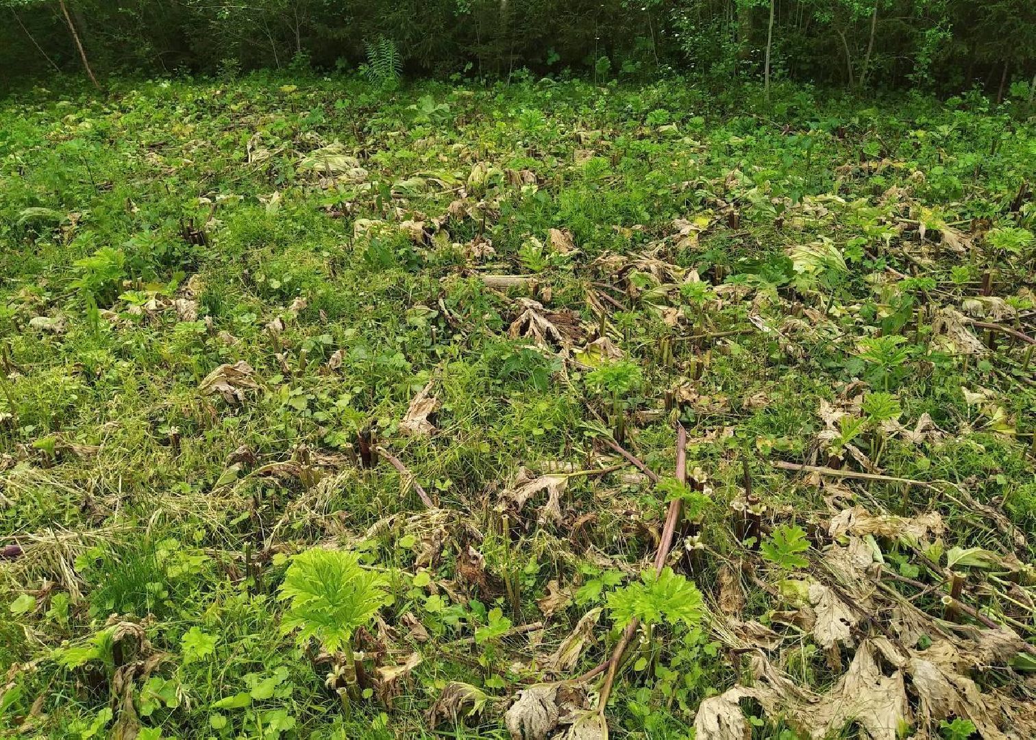 шаховская, лесничий, лесничество, деревья,