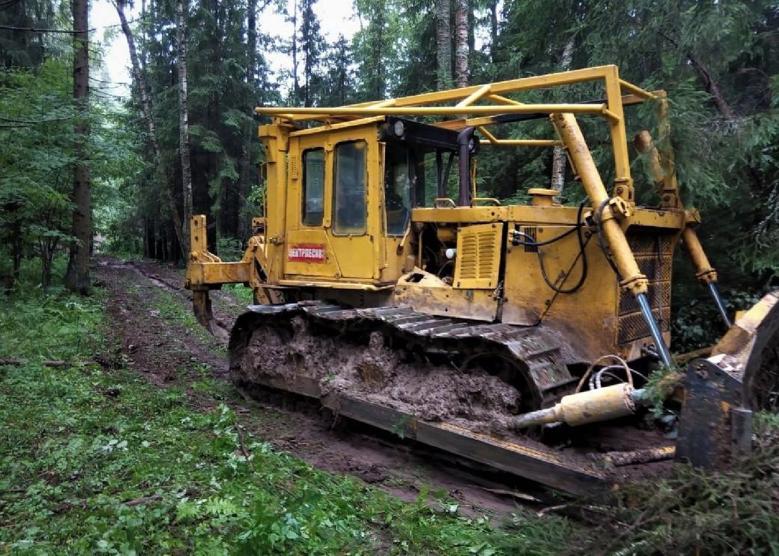 шаховская, лесничий, лесничество, деревья,