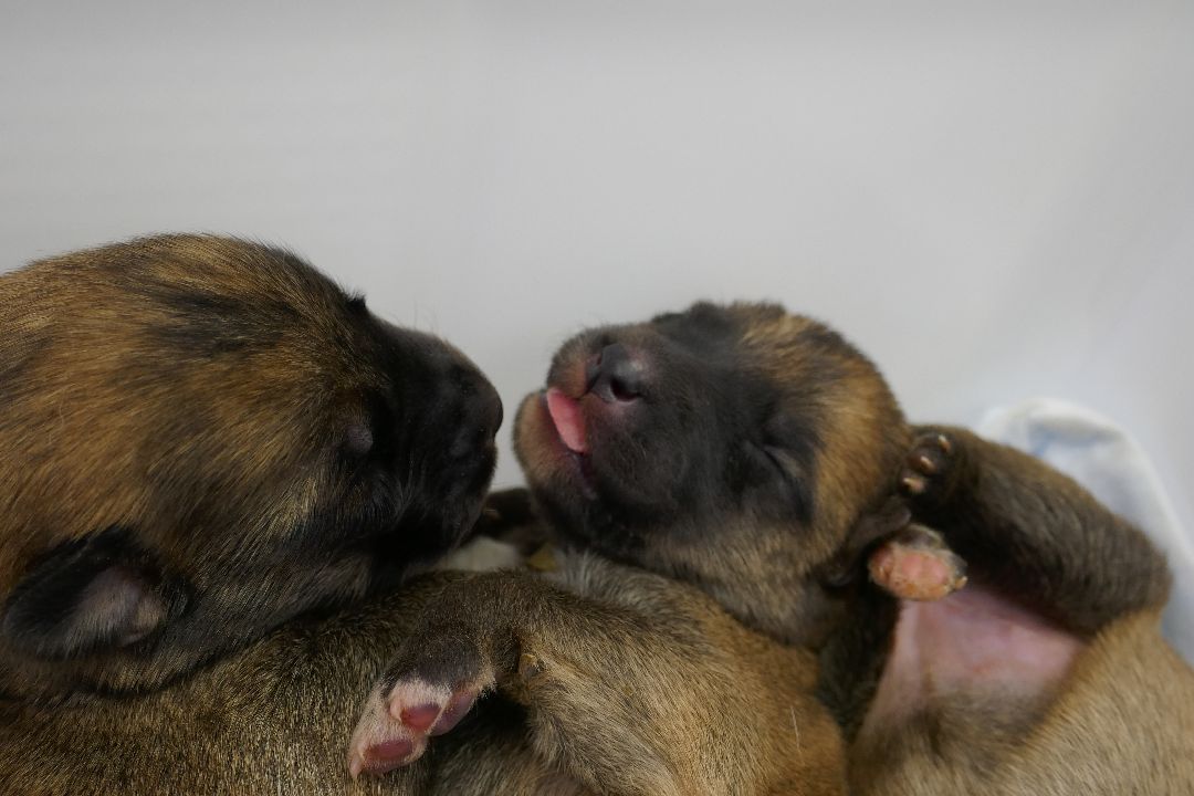 Подольск Волонтеры