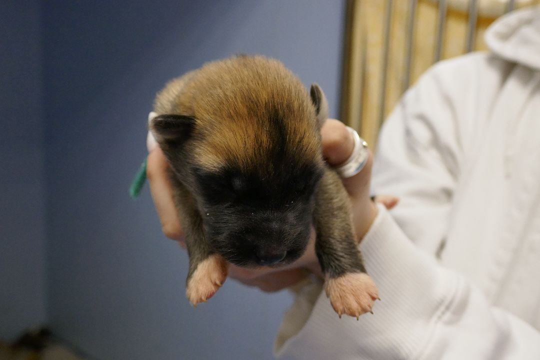 Подольск Волонтеры