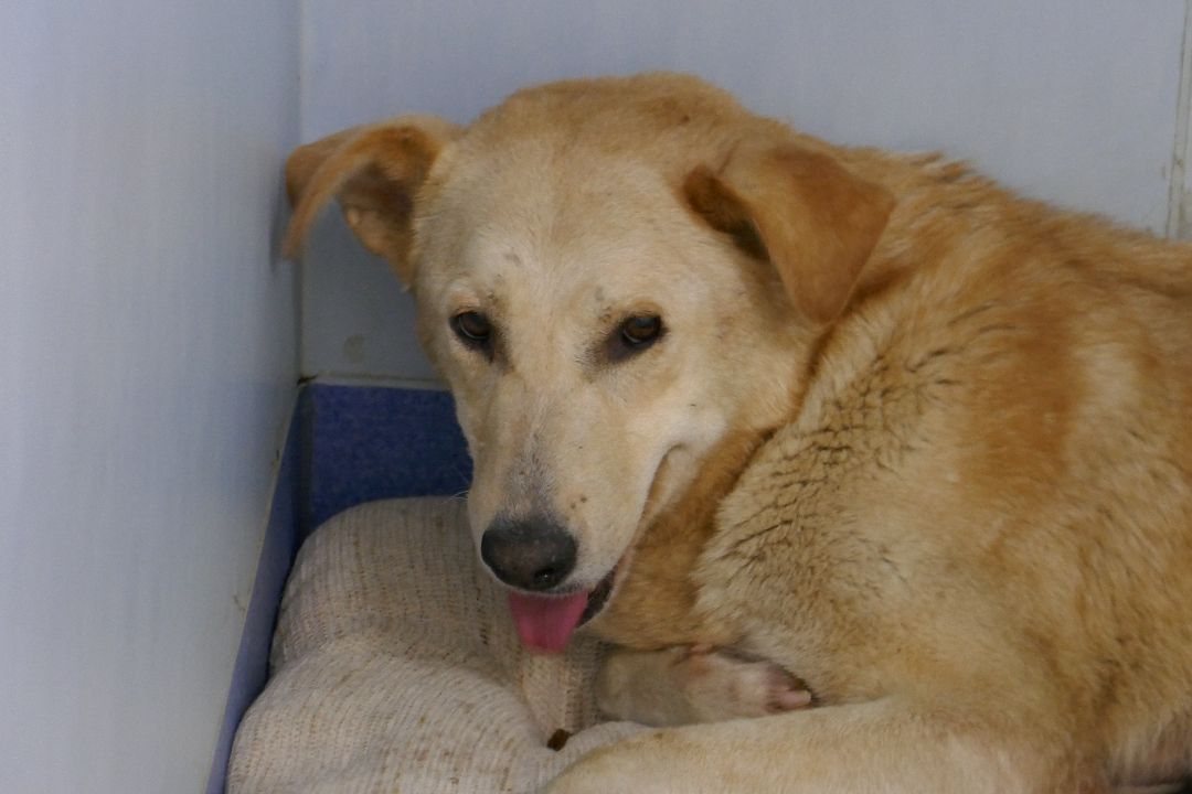 Подольск Волонтеры