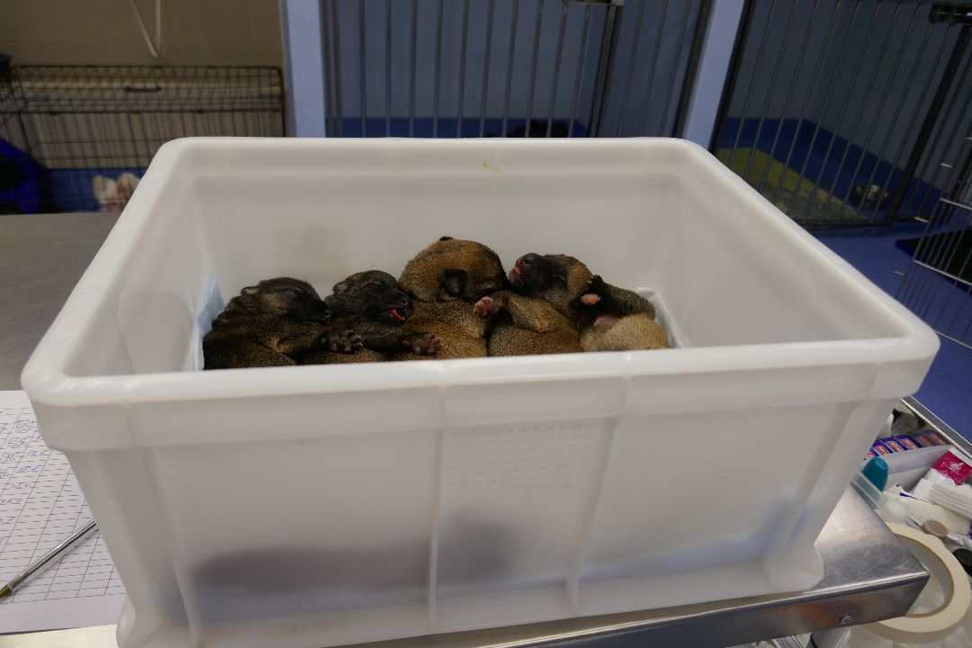 Подольск Волонтеры