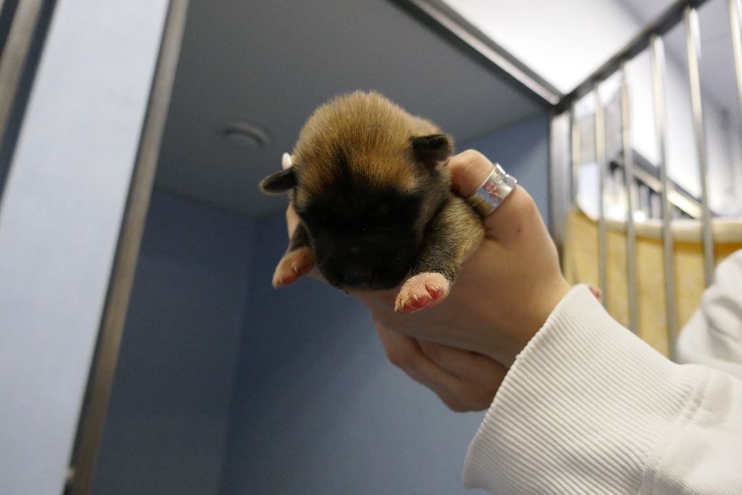 Подольск Волонтеры