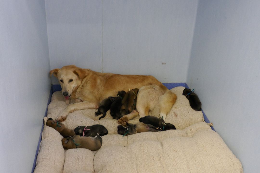 Подольск Волонтеры