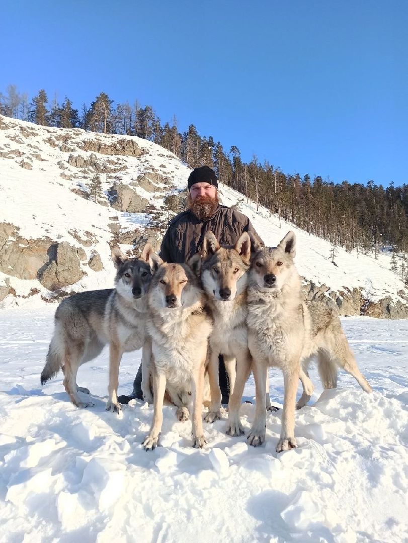 кашира, зоостудия ковчег, киноволки, дух байкала, актеры,