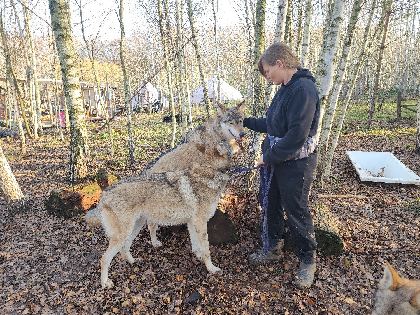 кашира, зоостудия ковчег, киноволки, дух байкала, актеры,