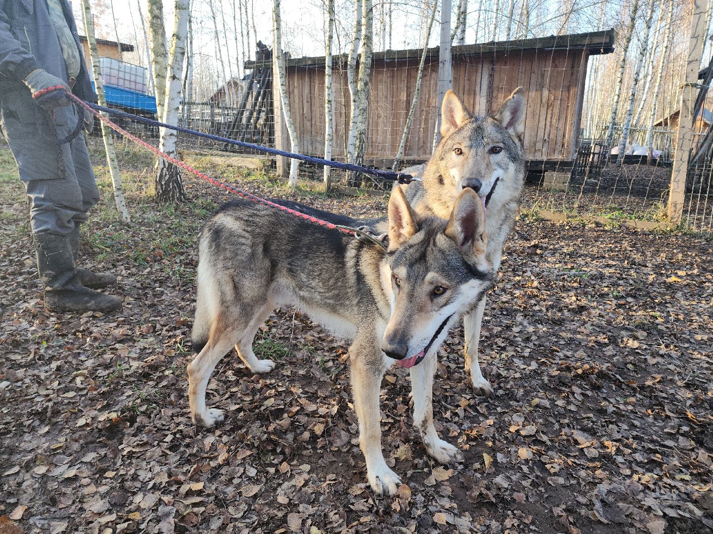 кашира, зоостудия ковчег, киноволки, дух байкала, актеры,