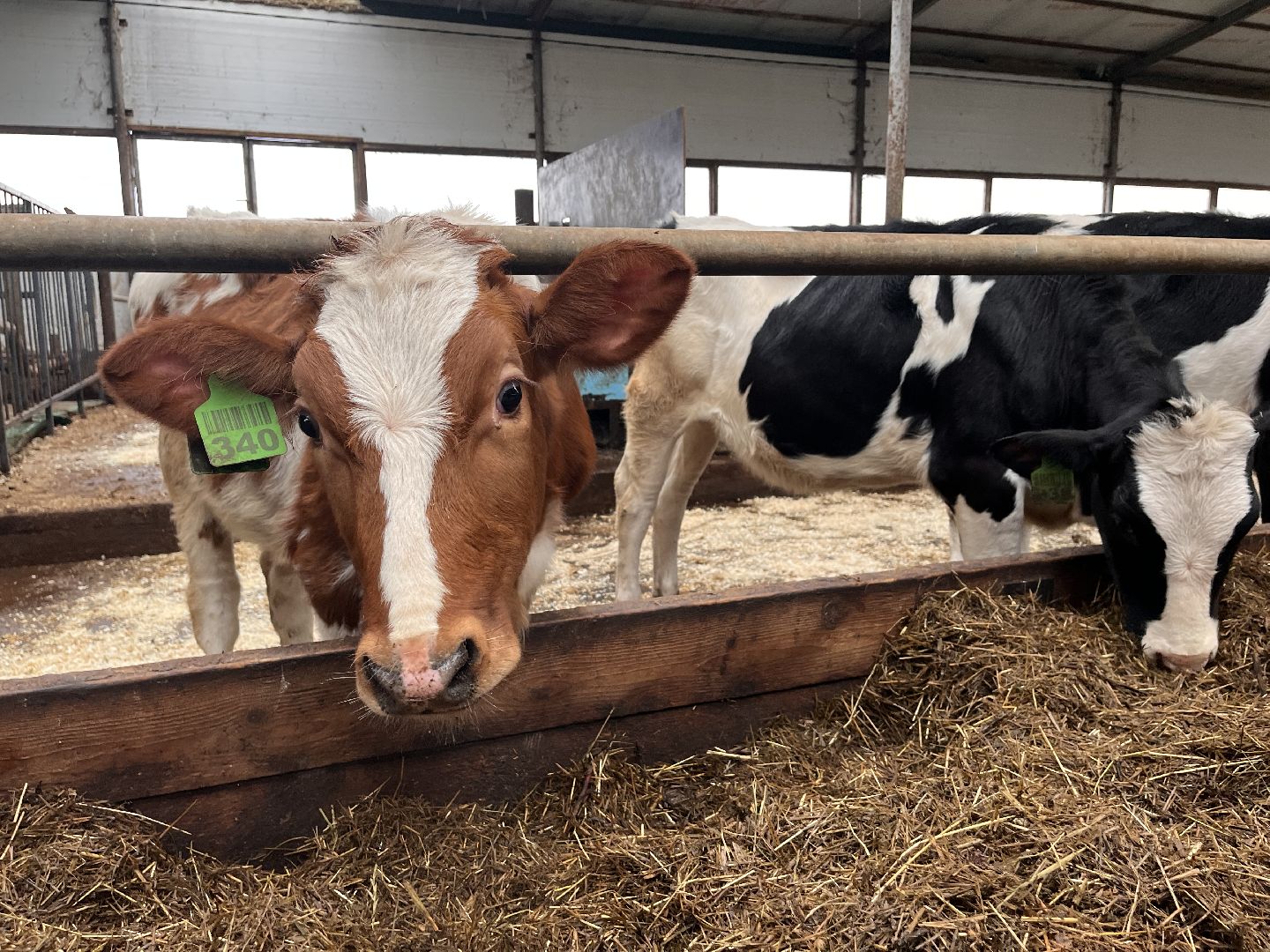 шаховская, коровы, молоко, хозяйство, ферма,