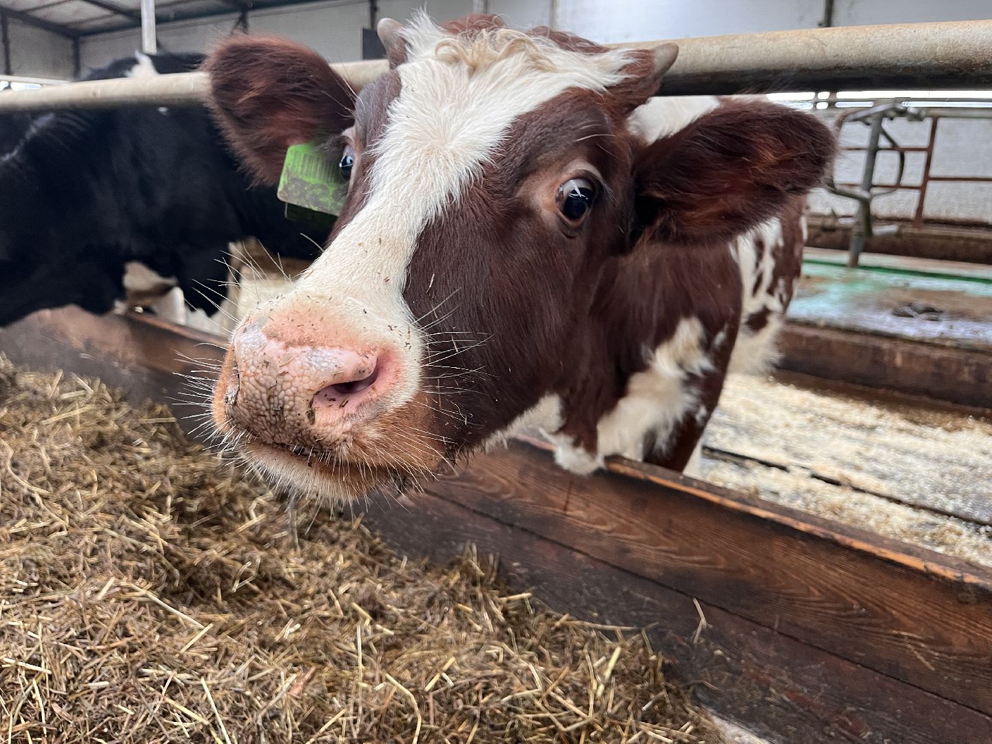 шаховская, коровы, молоко, хозяйство, ферма,