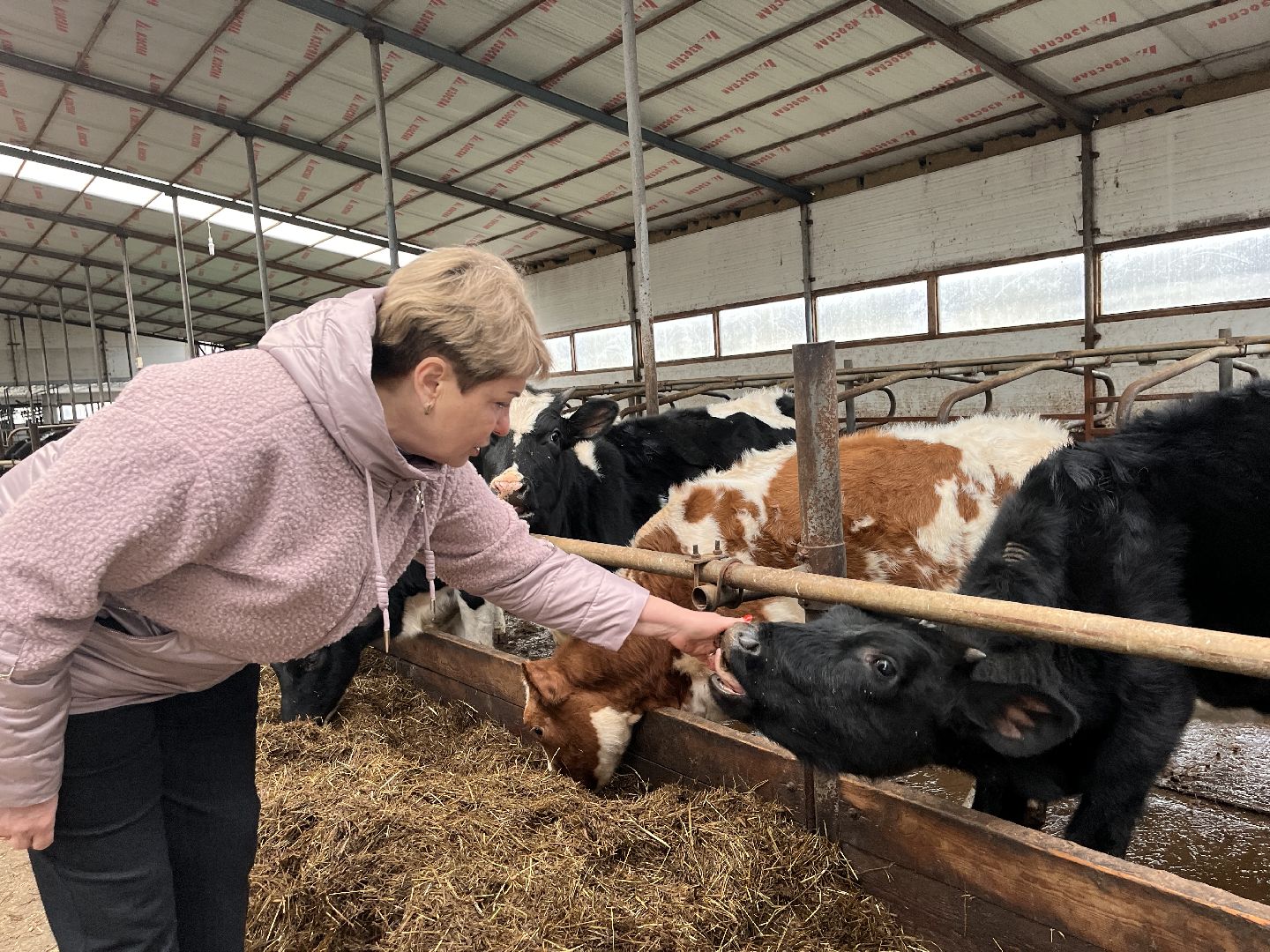 шаховская, коровы, молоко, хозяйство, ферма,