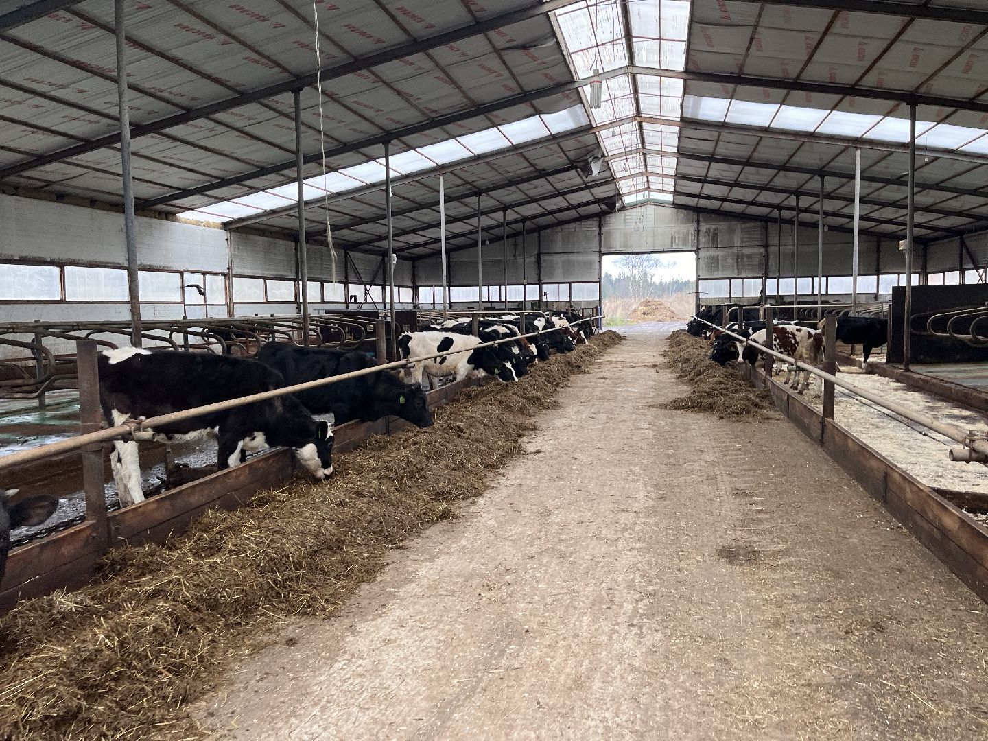 шаховская, коровы, молоко, хозяйство, ферма,