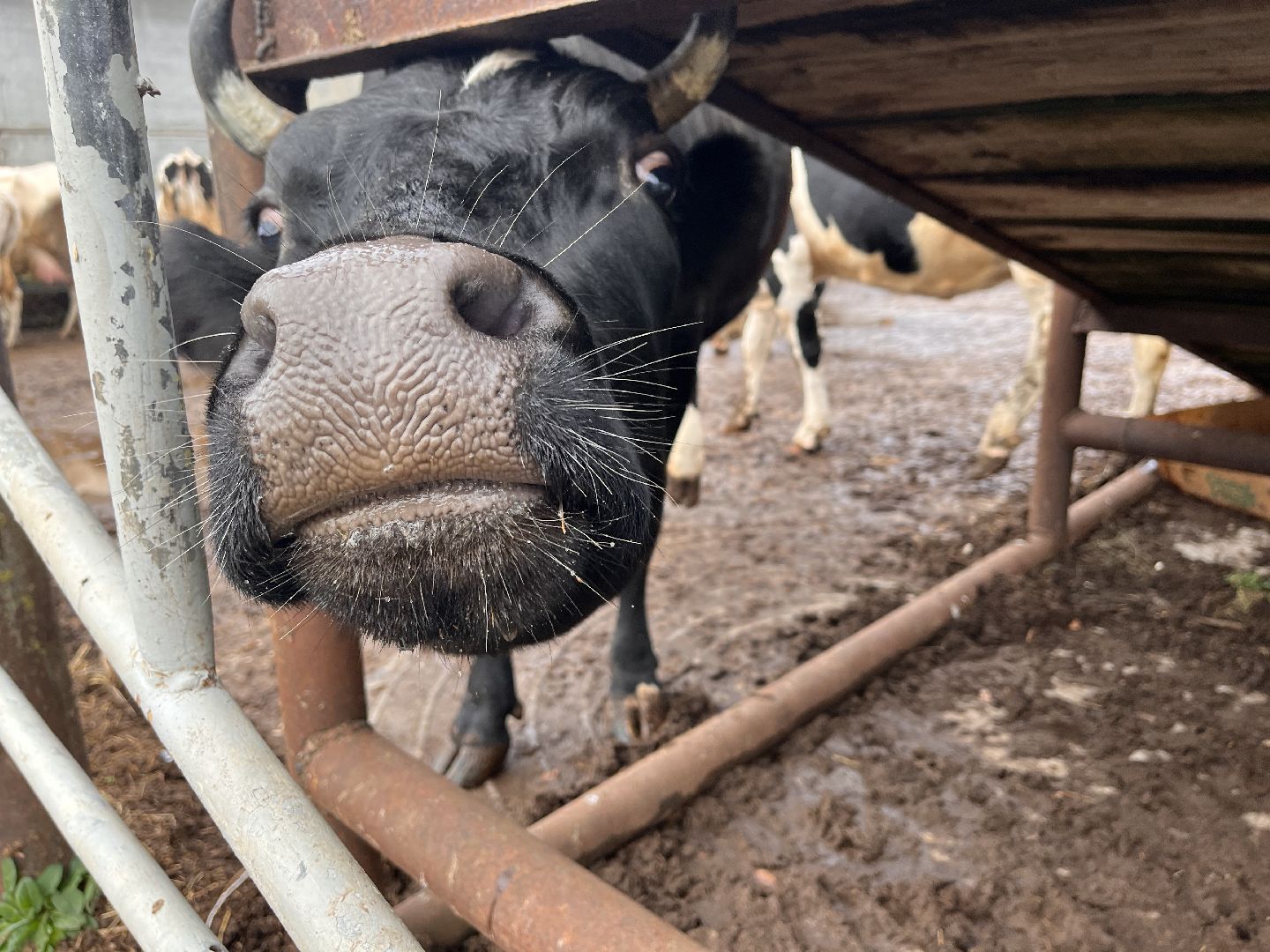 шаховская, коровы, молоко, хозяйство, ферма,