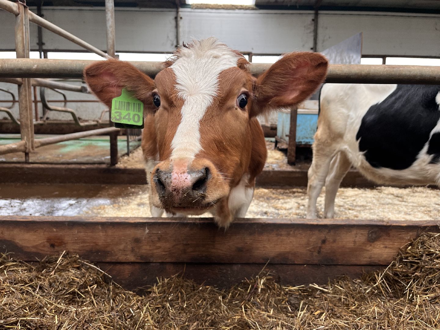 шаховская, коровы, молоко, хозяйство, ферма,