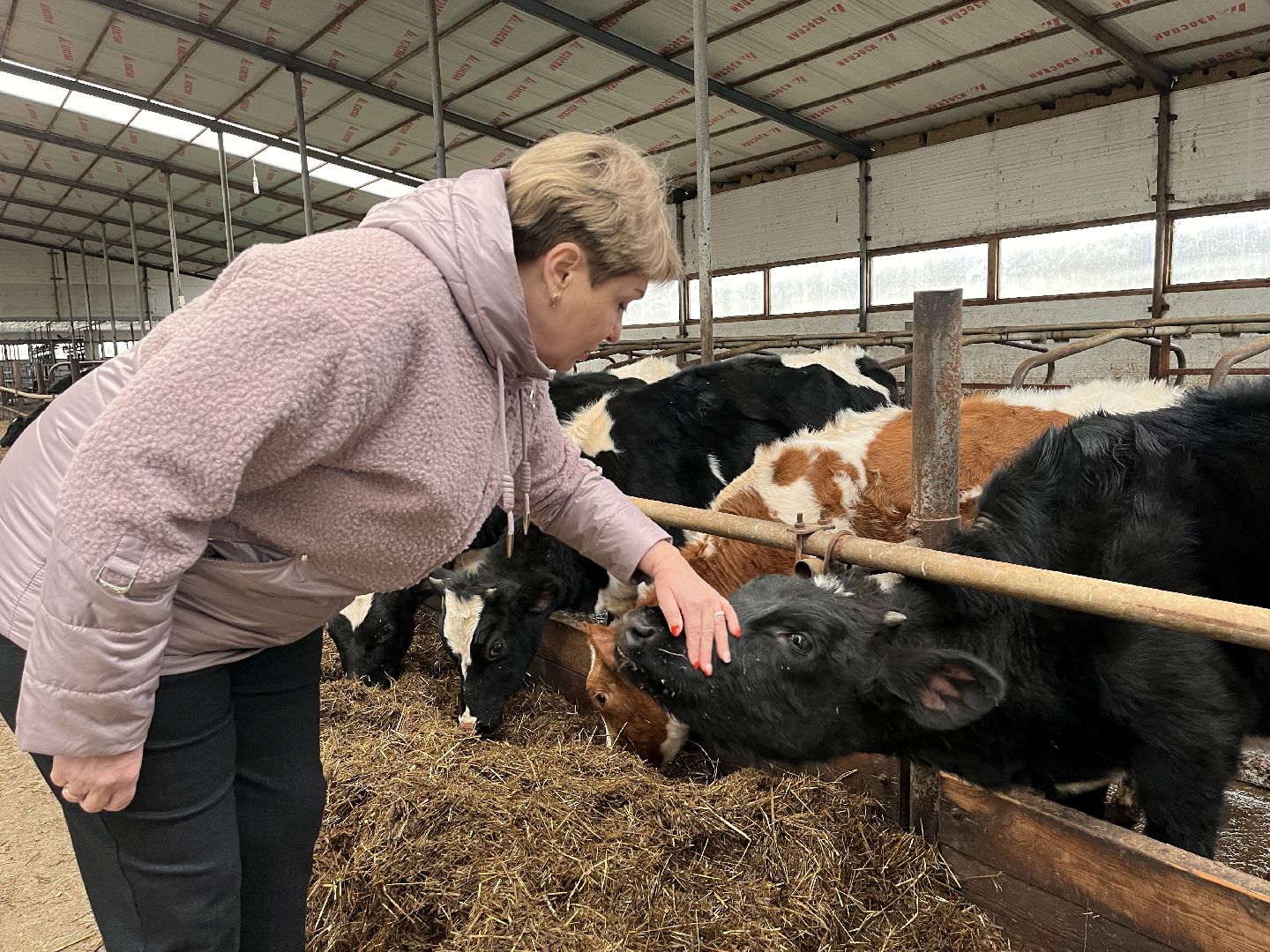 шаховская, коровы, молоко, хозяйство, ферма,