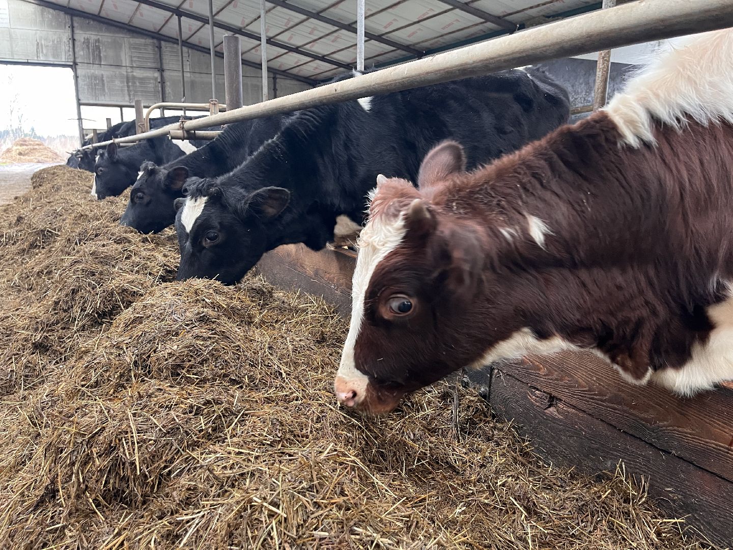 шаховская, коровы, молоко, хозяйство, ферма,