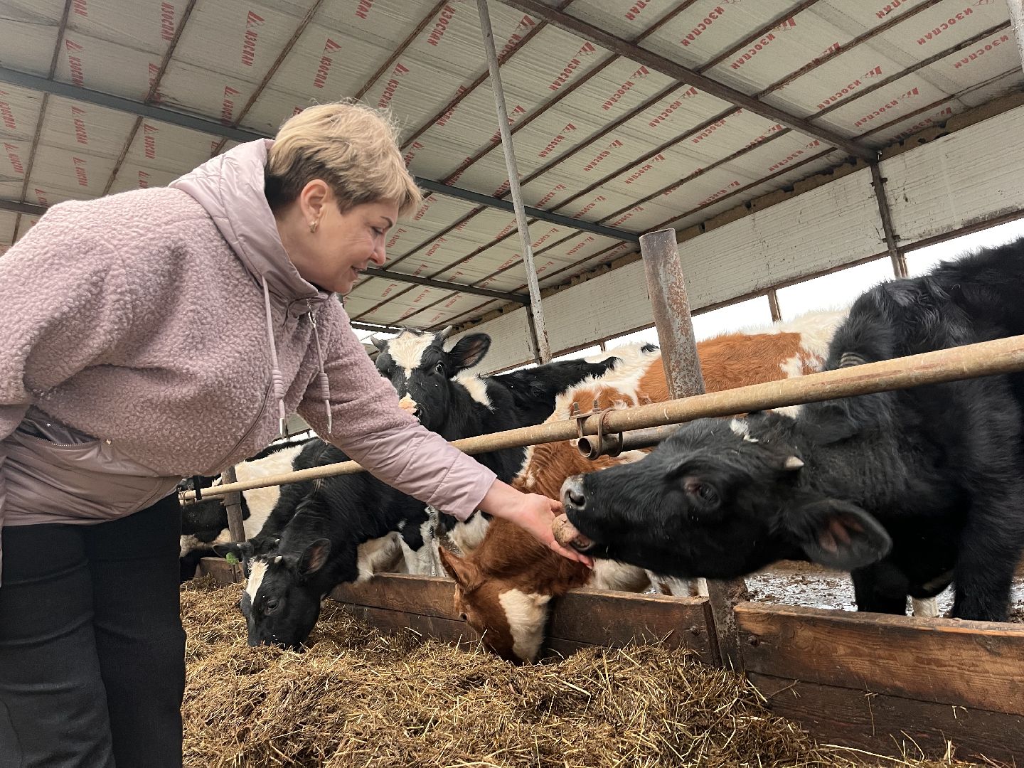 шаховская, коровы, молоко, хозяйство, ферма,