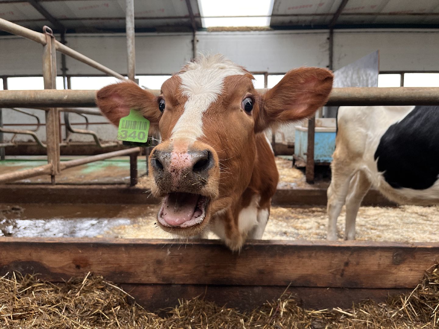 шаховская, коровы, молоко, хозяйство, ферма,