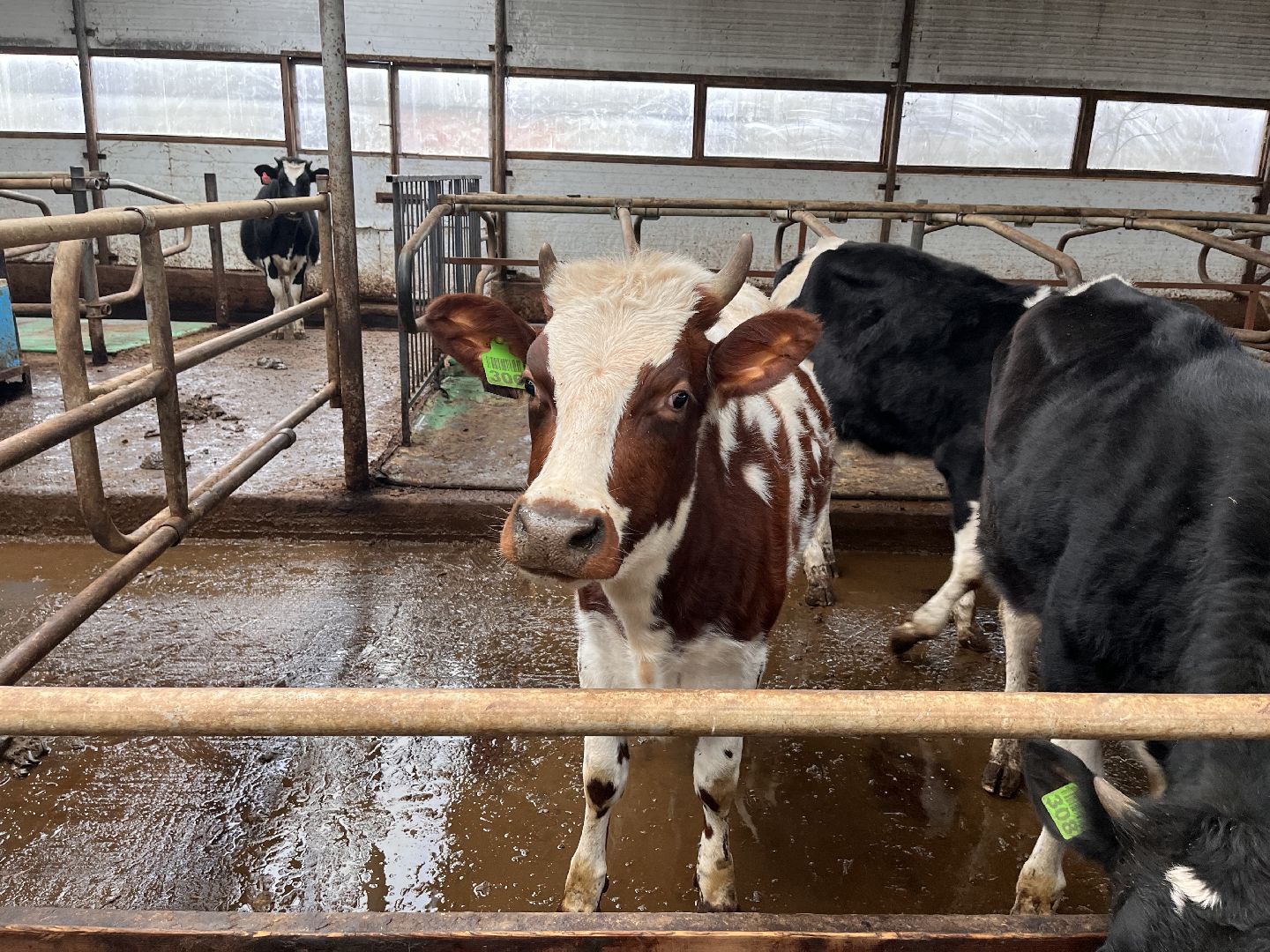 шаховская, коровы, молоко, хозяйство, ферма,