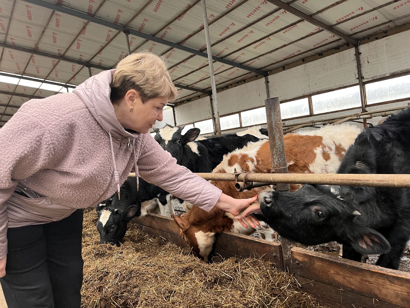 шаховская, коровы, молоко, хозяйство, ферма,