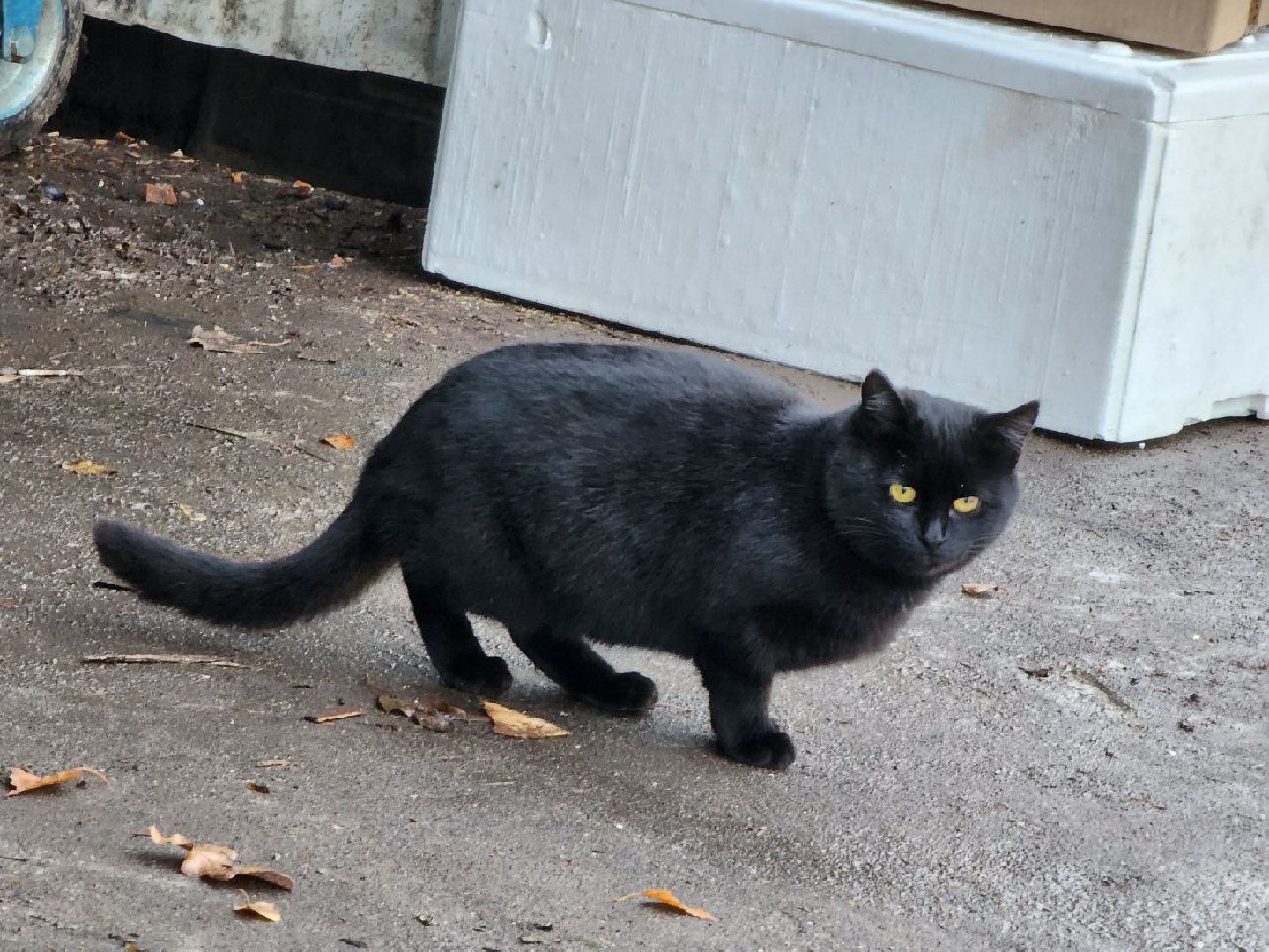 можайск, можайский городской округ, подмосковье, мусор, контейнерные площадки, баки, ЖКХ, уборка территорий, чистый город,