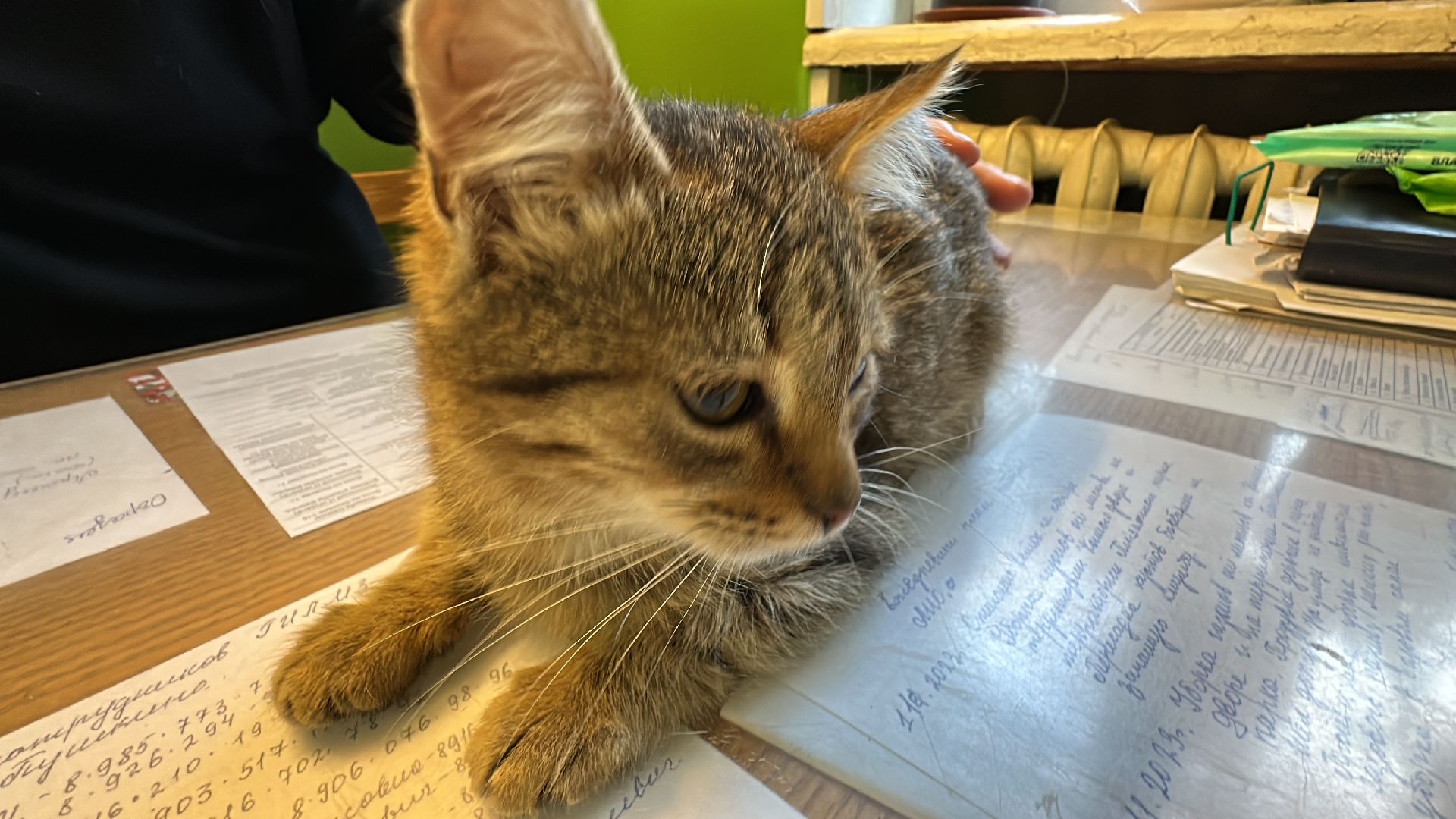 Одинцово, Спасение, Добрые сердца, Вяземы,