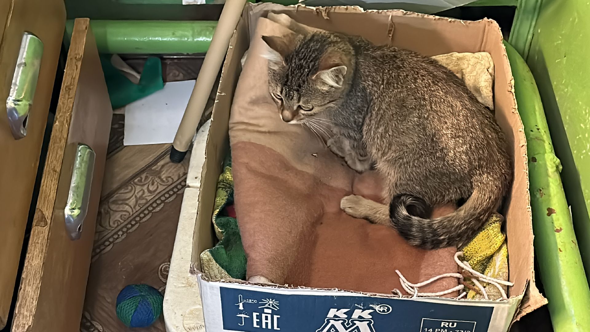 Одинцово, Спасение, Добрые сердца, Вяземы,