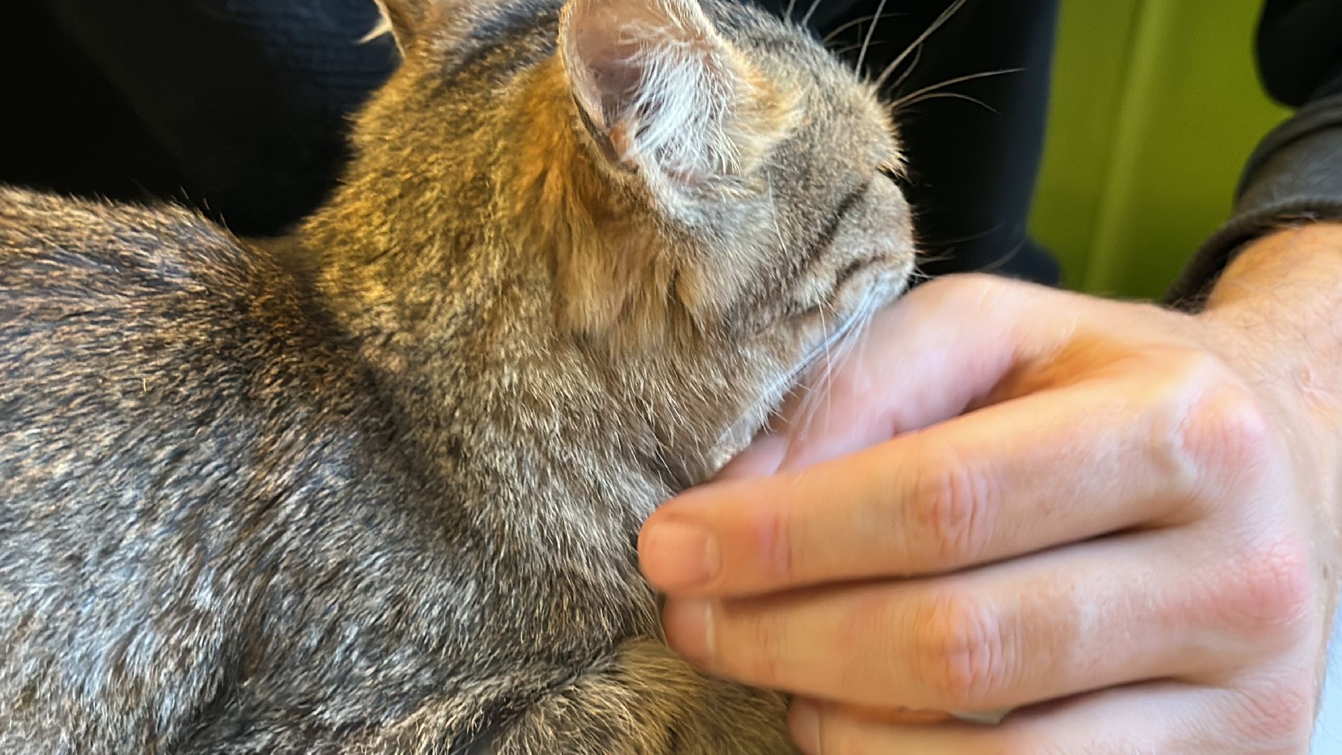 Одинцово, Спасение, Добрые сердца, Вяземы,