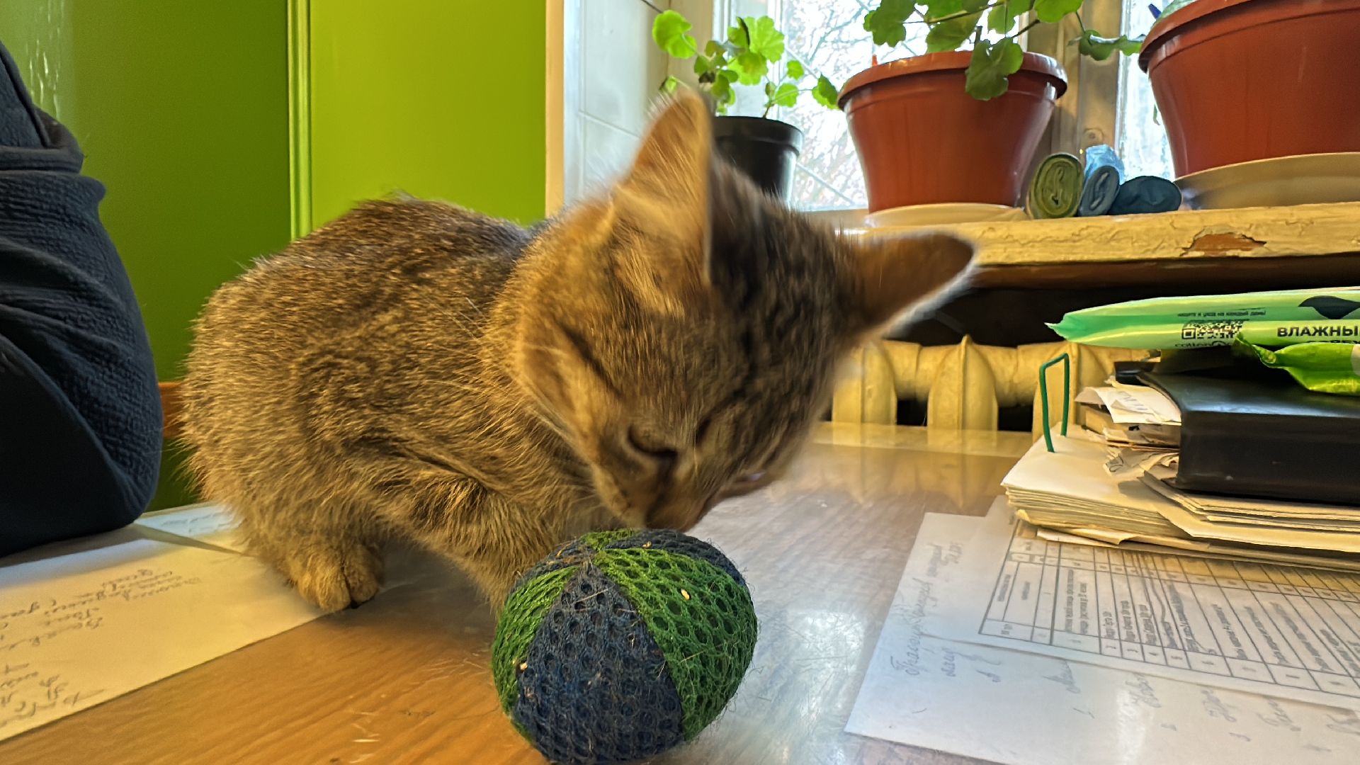 Одинцово, Спасение, Добрые сердца, Вяземы,