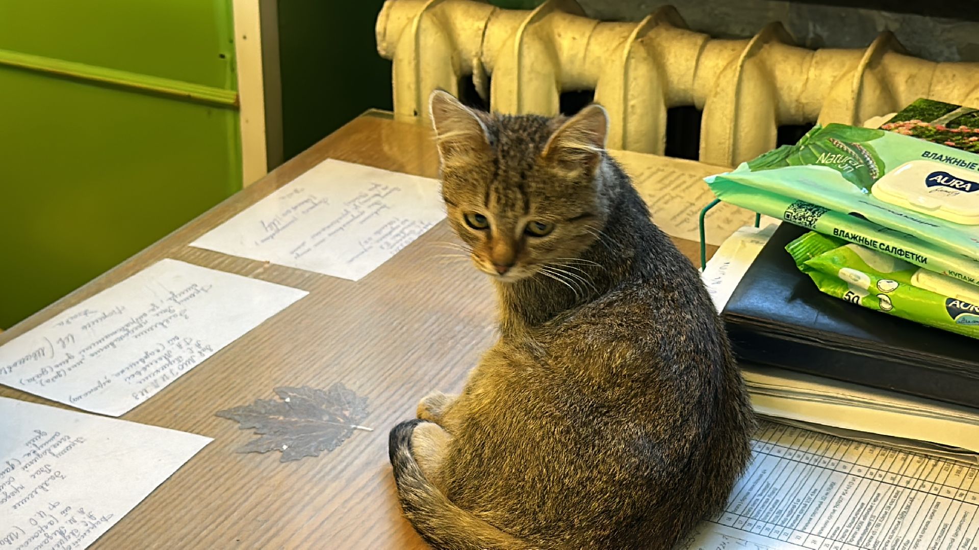 Одинцово, Спасение, Добрые сердца, Вяземы,