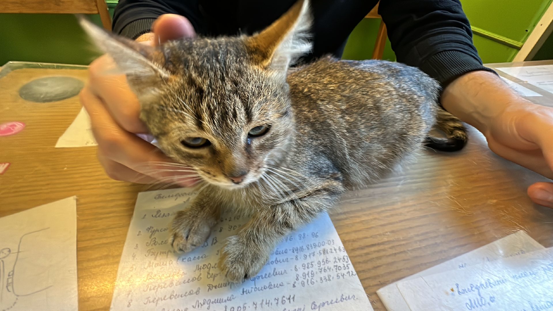 Одинцово, Спасение, Добрые сердца, Вяземы,