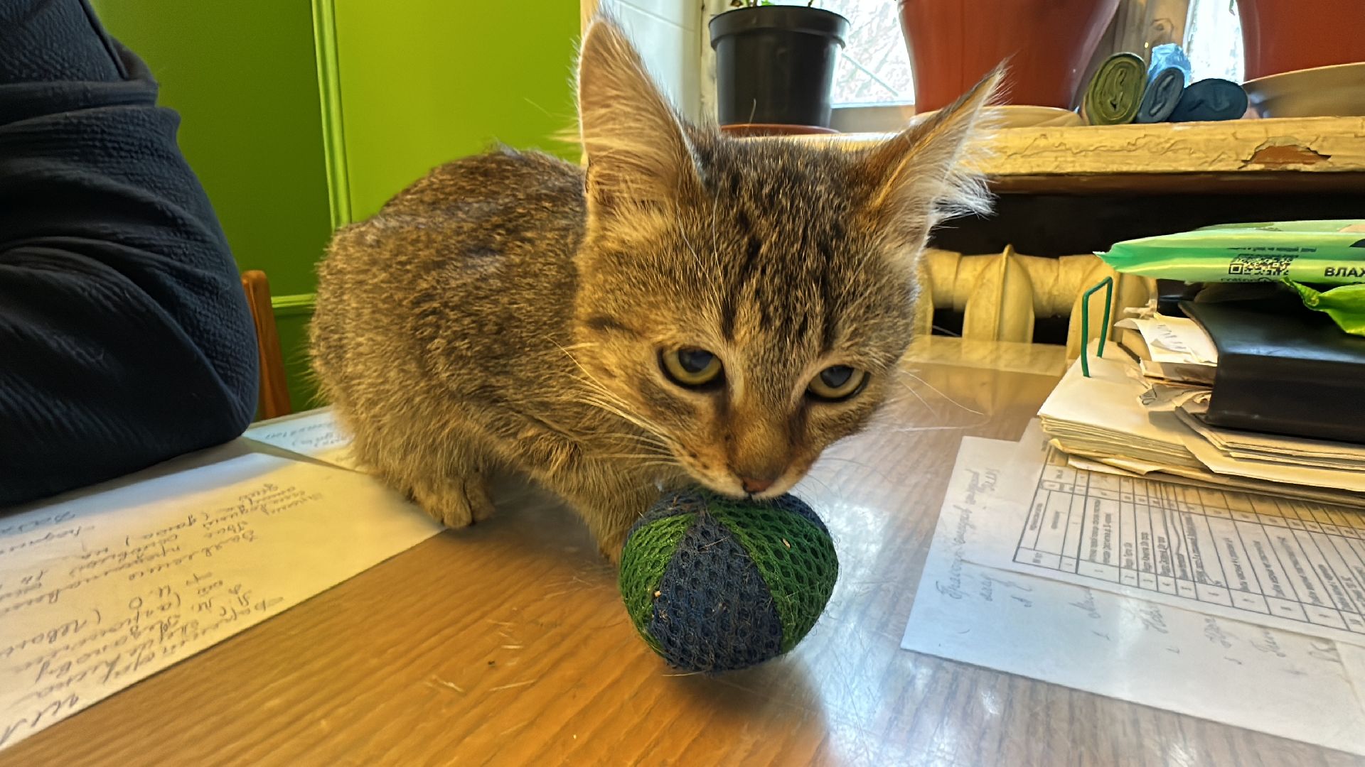 Одинцово, Спасение, Добрые сердца, Вяземы,