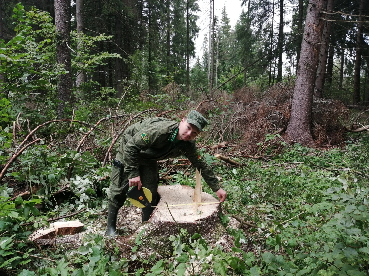 волоколамск, лесничий, мособллес, деревья, спил деревьев, костры, правонарушение,