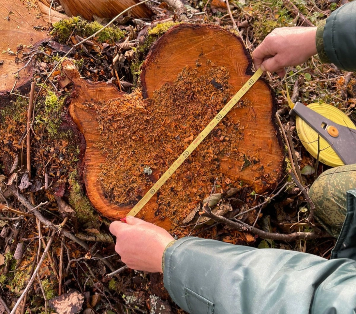 волоколамск, лесничий, мособллес, деревья, спил деревьев, костры, правонарушение,