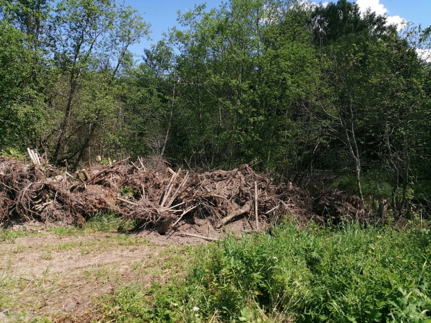 волоколамск, лесничий, мособллес, деревья, спил деревьев, костры, правонарушение,