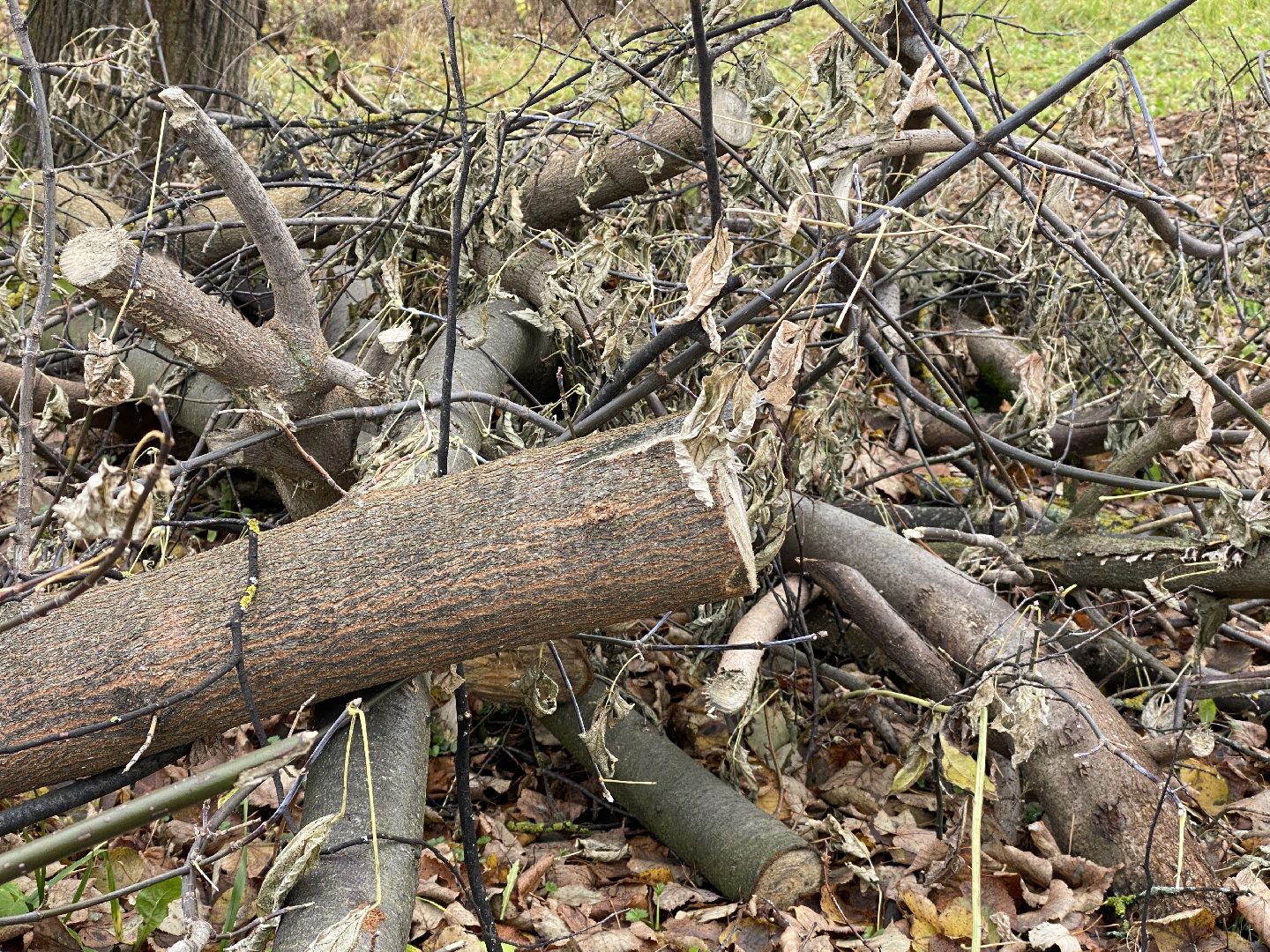 волоколамск, лесничий, мособллес, деревья, спил деревьев, костры, правонарушение,