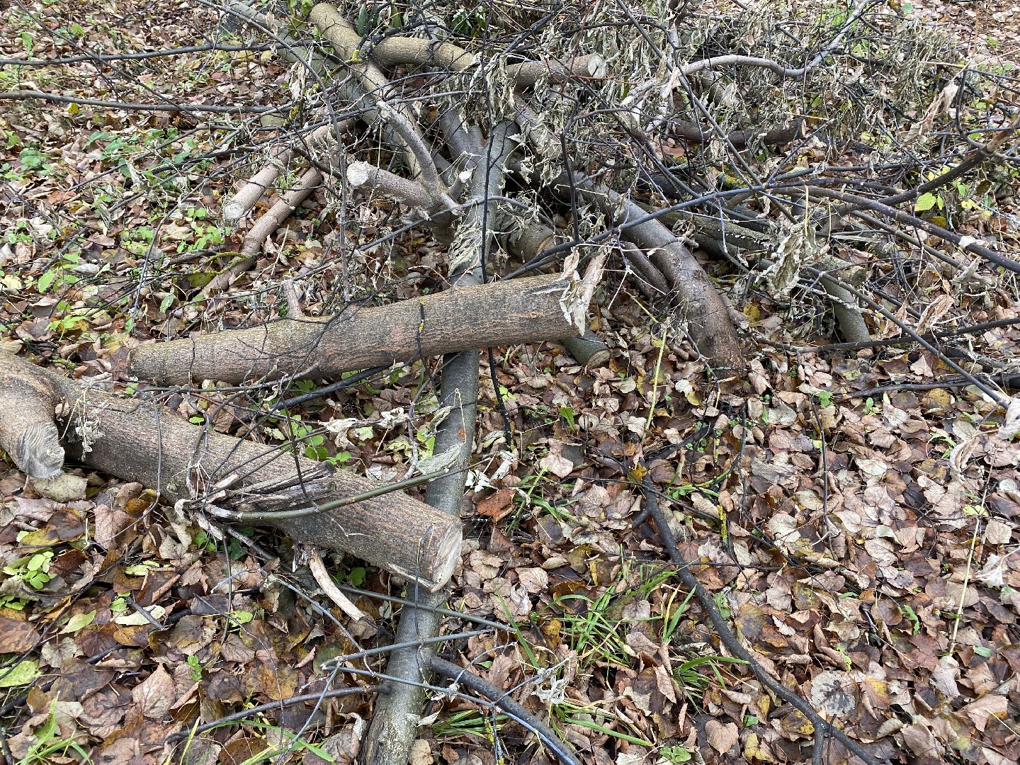 волоколамск, лесничий, мособллес, деревья, спил деревьев, костры, правонарушение,