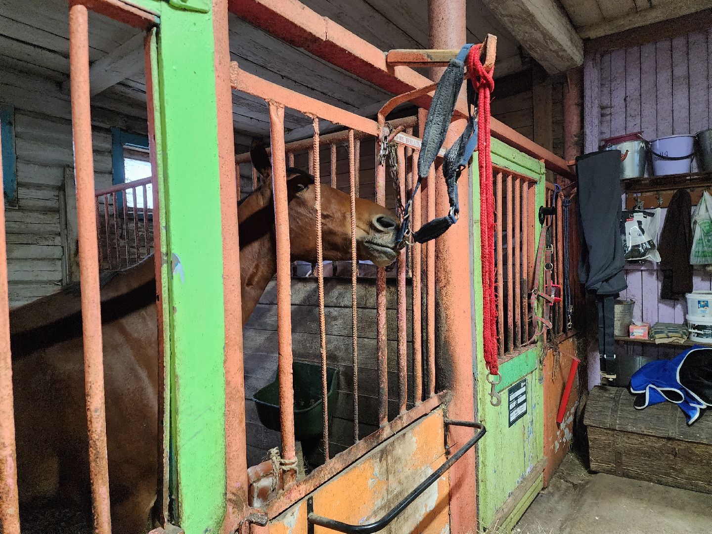 пушкино, конный клуб, активное долголетие, экскурсии,