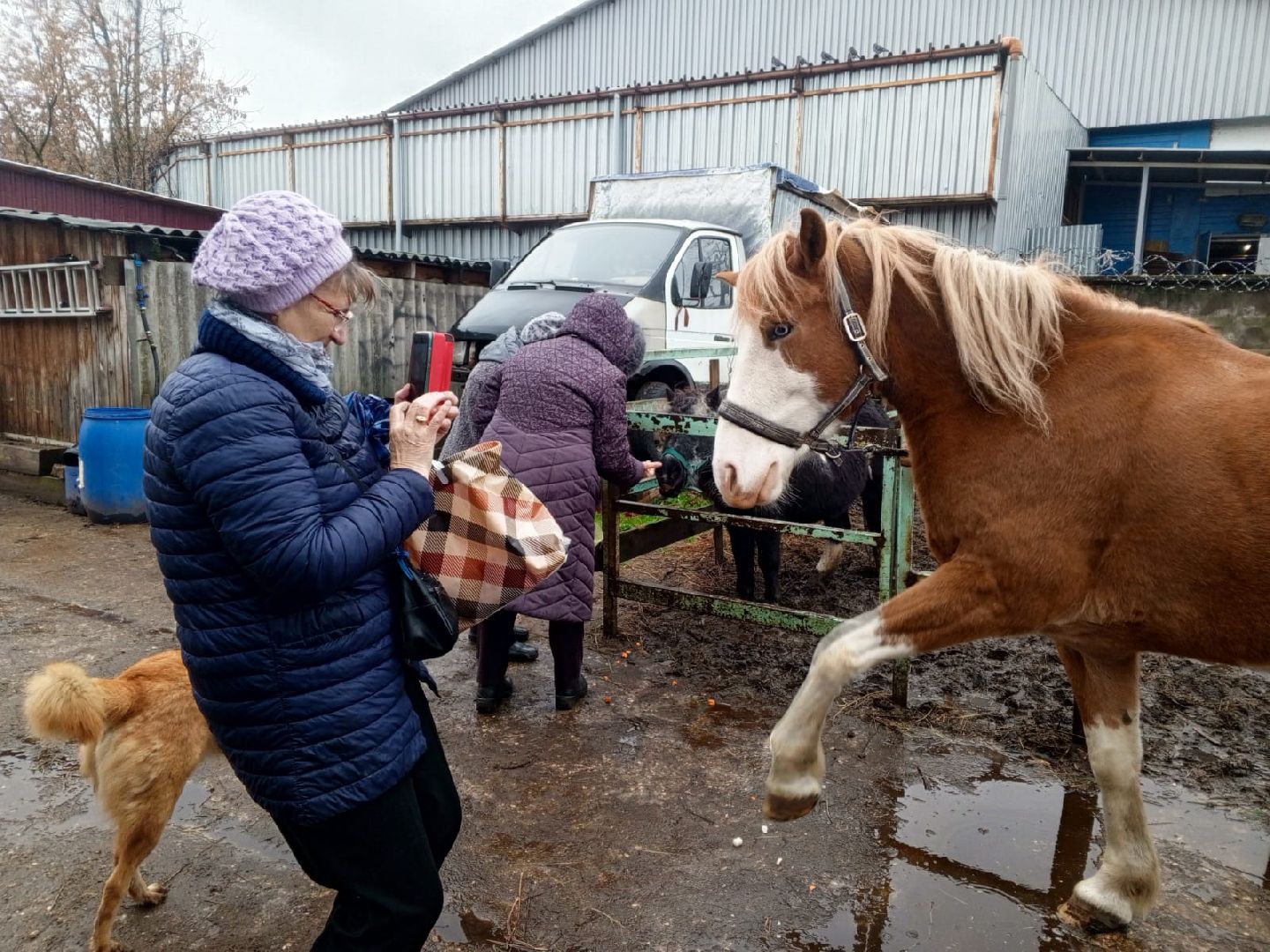пушкино, конный клуб, активное долголетие, экскурсии,