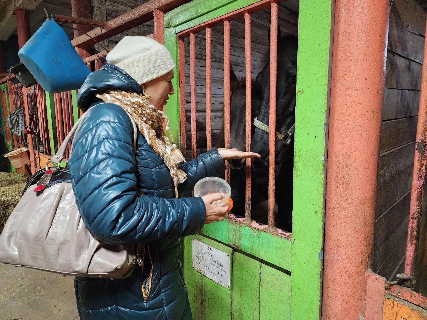 пушкино, конный клуб, активное долголетие, экскурсии,