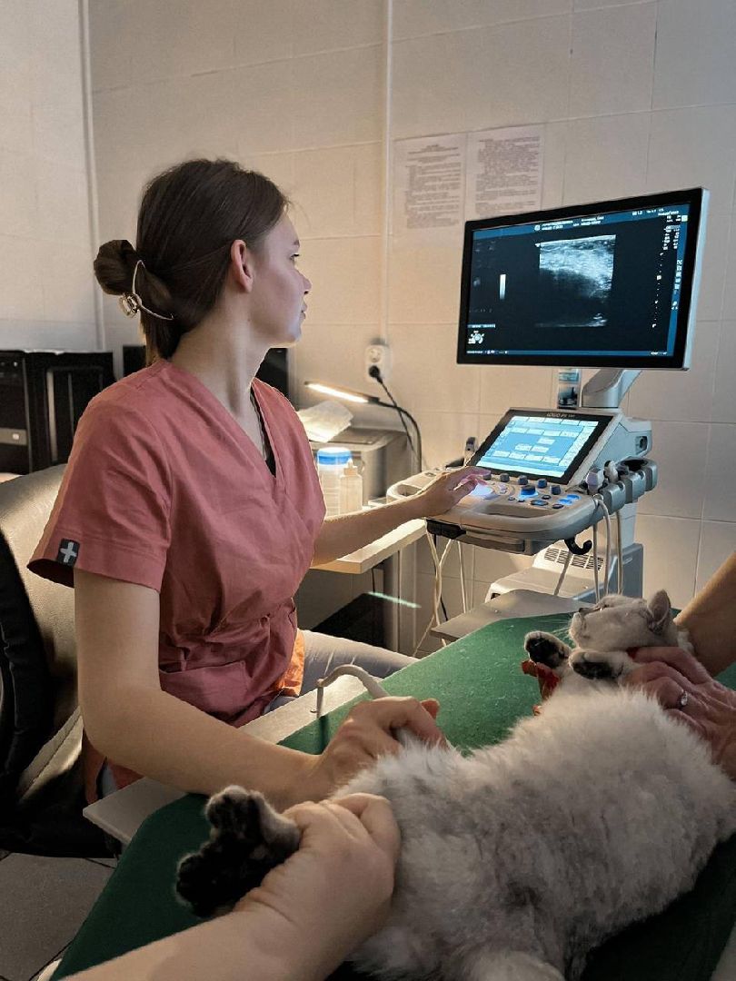 волоколамск, Студентка, Активистка,