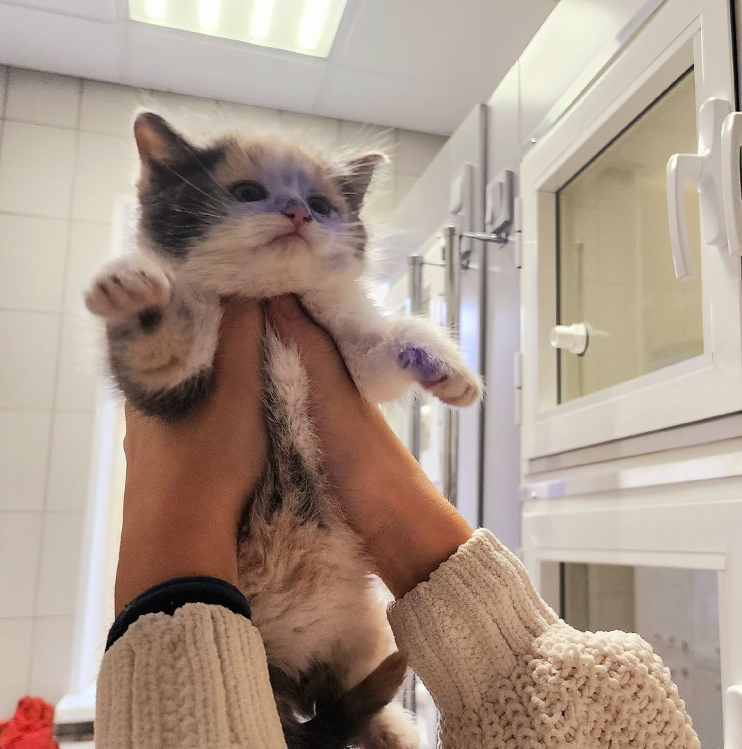 домодедово, подмосковье, Урок доброты, вет станция, ветеринарная станция, ТВУ 5, Госветслужба, Бездомные животные, лечение животных, домашние животные, ветеринарная клиника, лечение бешенства, профилактика бешенства, ветеринария, пушистый пациент, Уроки доброты,