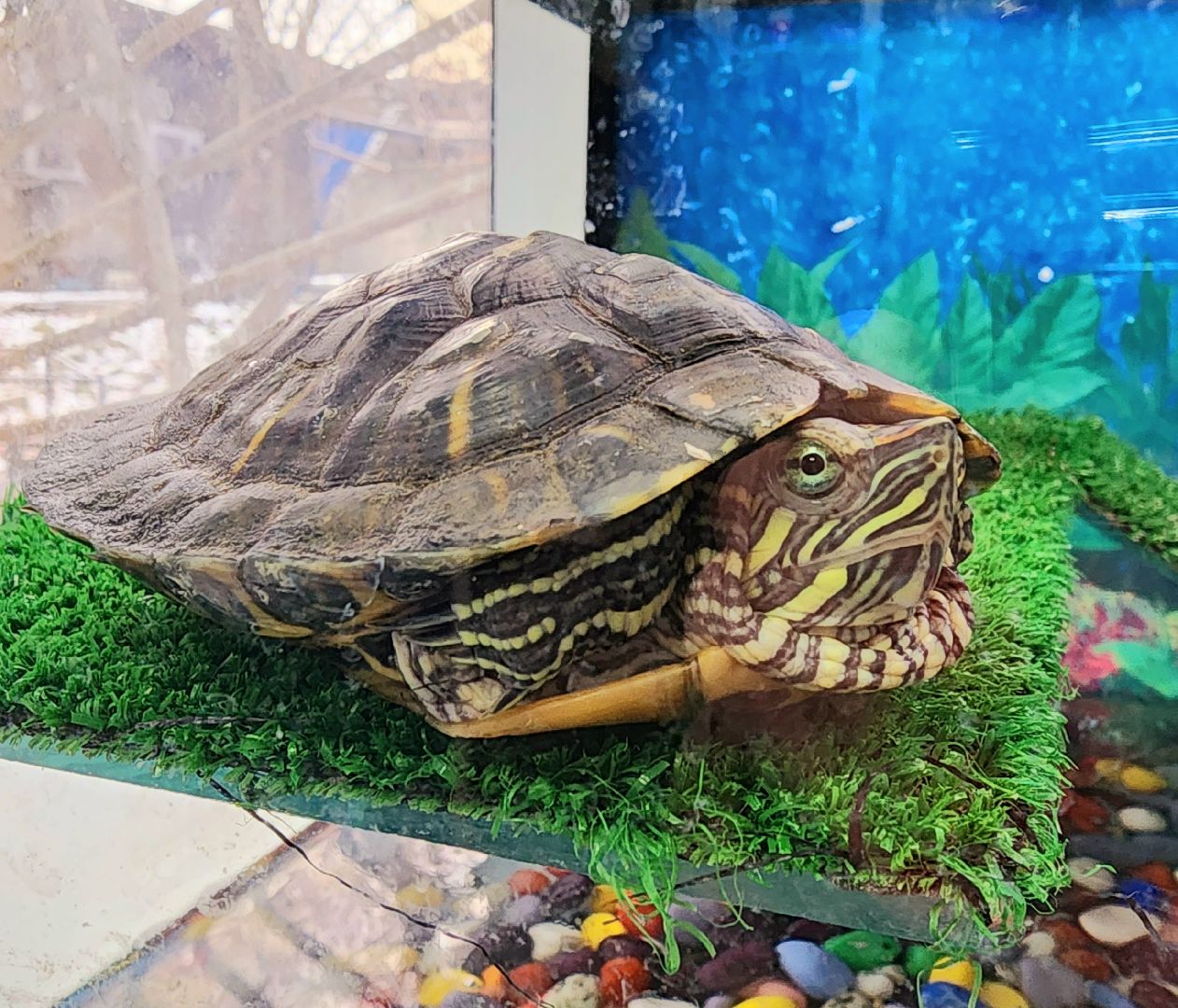 домодедово, подмосковье, Урок доброты, вет станция, ветеринарная станция, ТВУ 5, Госветслужба, Бездомные животные, лечение животных, домашние животные, ветеринарная клиника, лечение бешенства, профилактика бешенства, ветеринария, пушистый пациент, Уроки доброты,