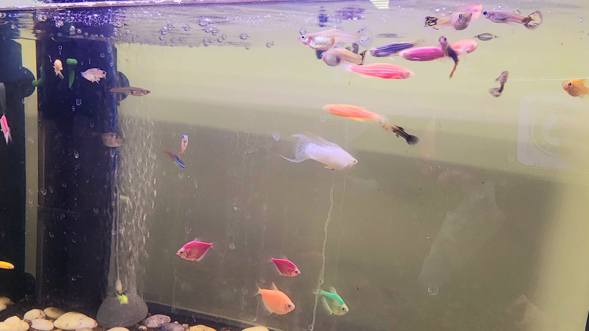 домодедово, подмосковье, Урок доброты, вет станция, ветеринарная станция, ТВУ 5, Госветслужба, Бездомные животные, лечение животных, домашние животные, ветеринарная клиника, лечение бешенства, профилактика бешенства, ветеринария, пушистый пациент, Уроки доброты,