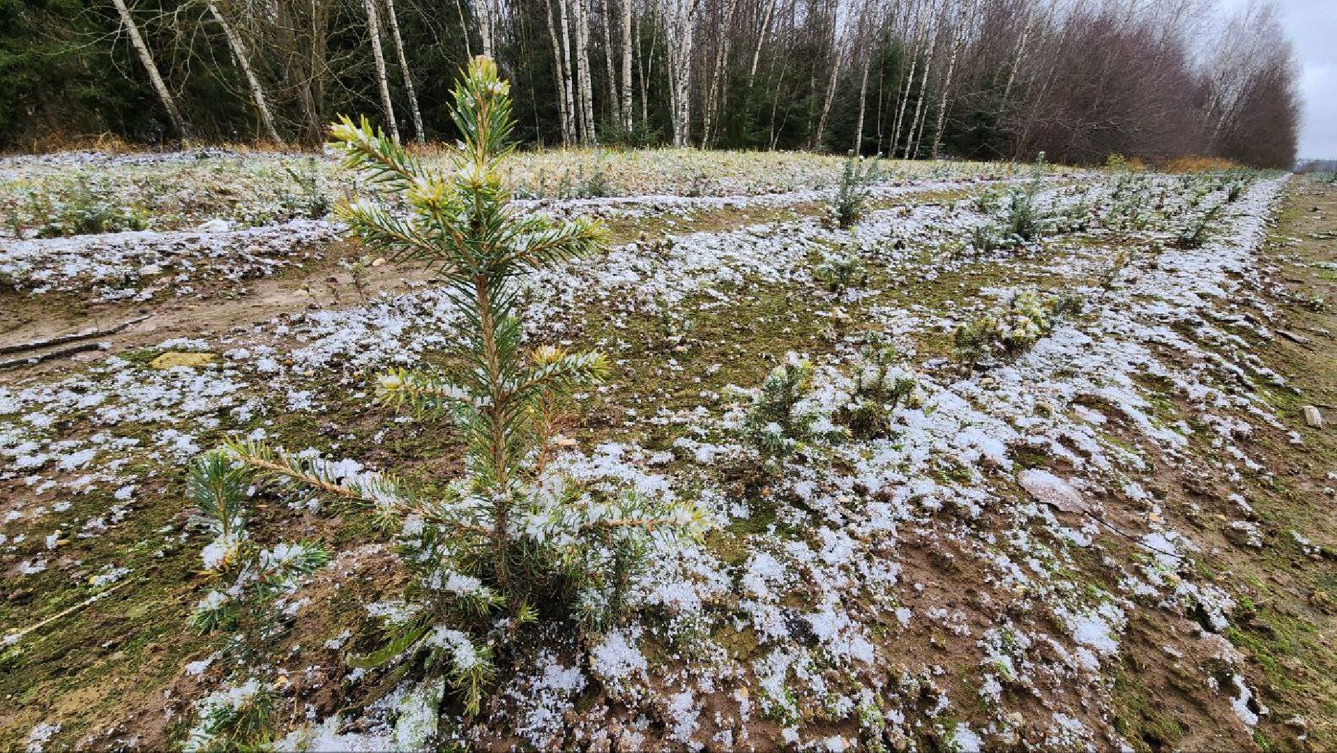 Дмитров, Лесной питомник, Комитет лесного хозяйства,