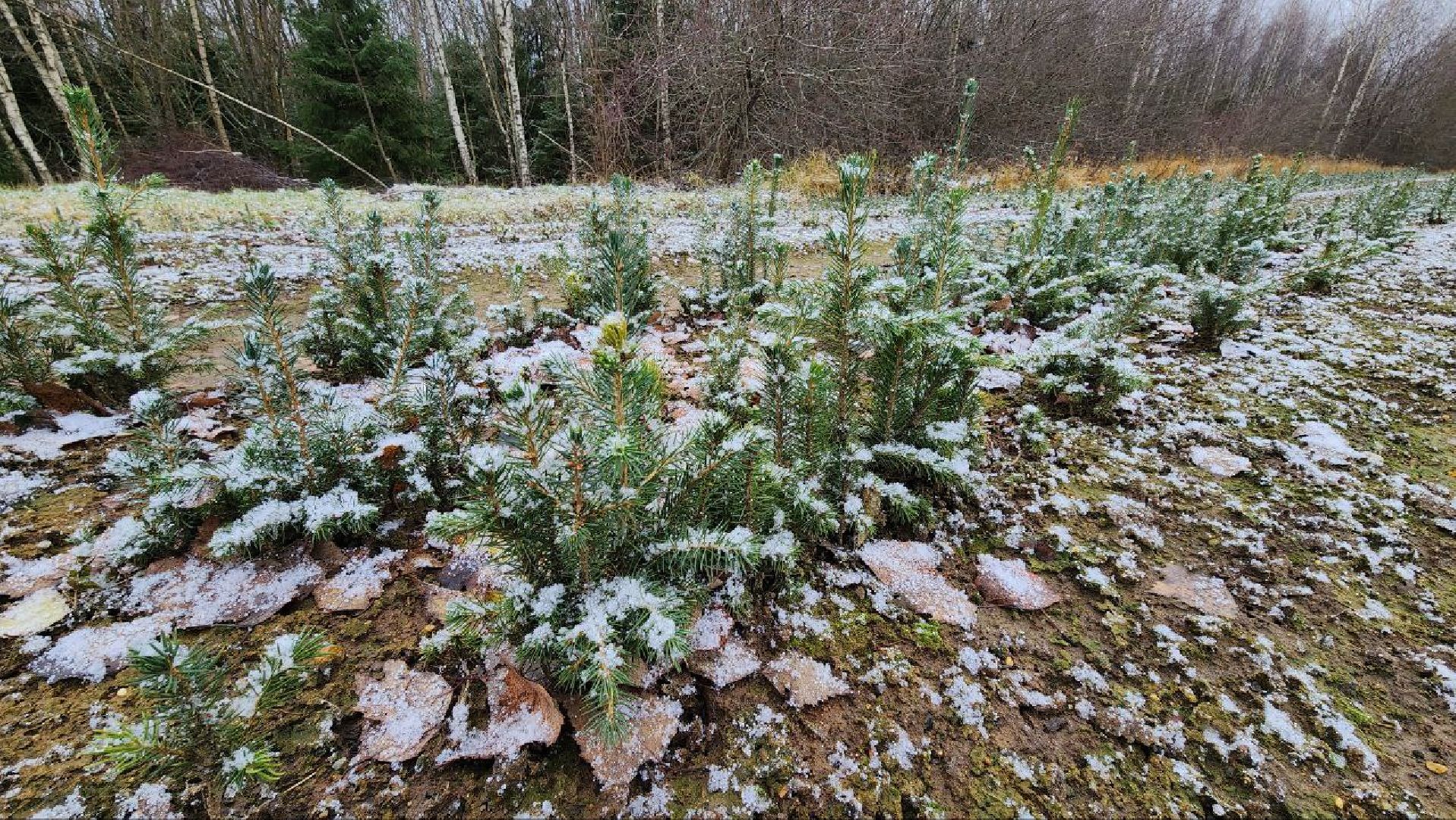 Дмитров, Лесной питомник, Комитет лесного хозяйства,