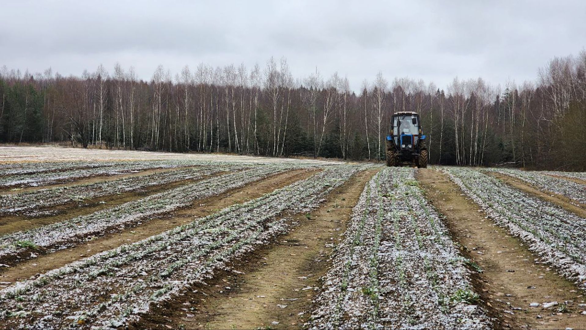 Дмитров, Лесной питомник, Комитет лесного хозяйства,
