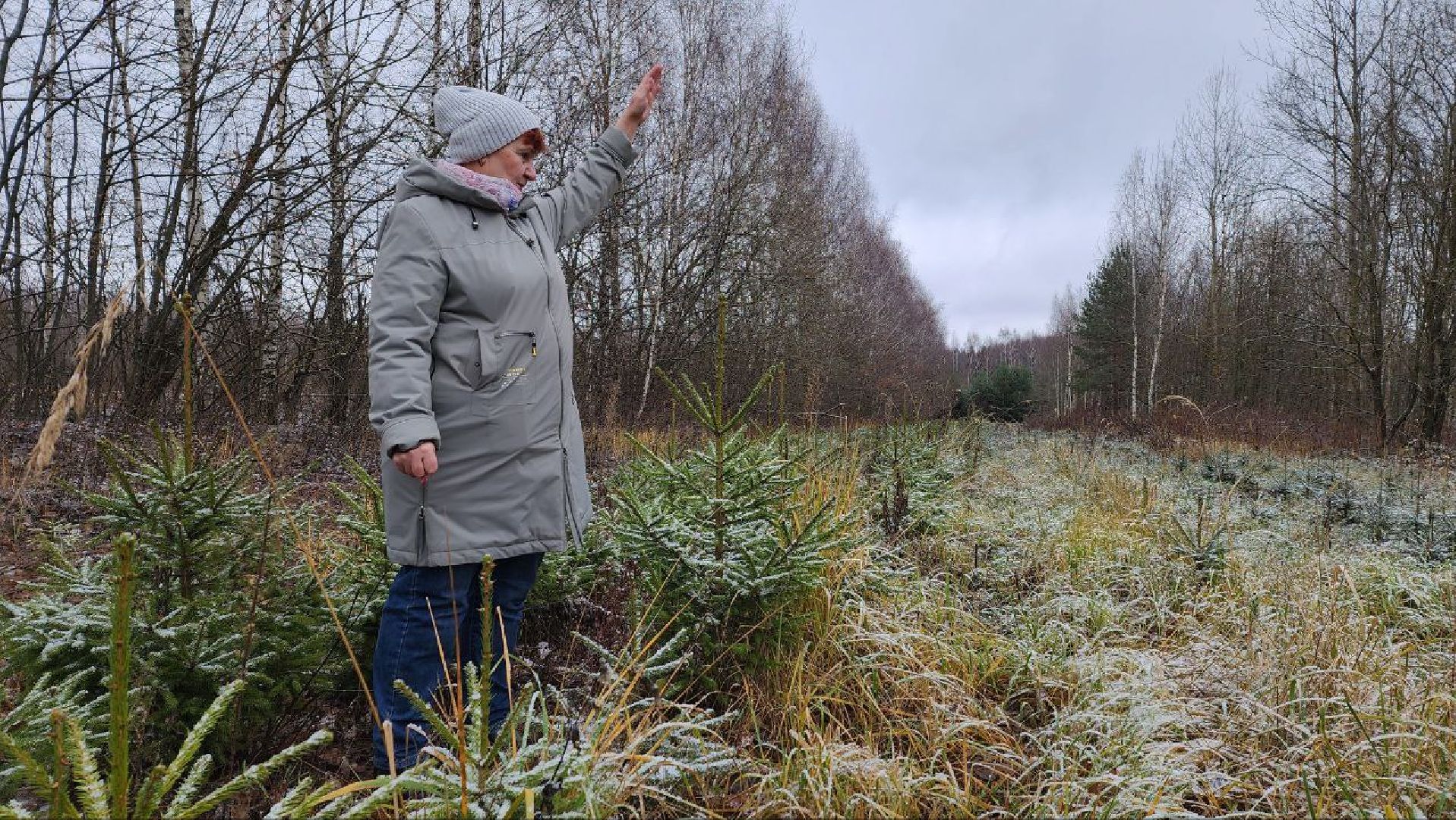 Дмитров, Лесной питомник, Комитет лесного хозяйства,