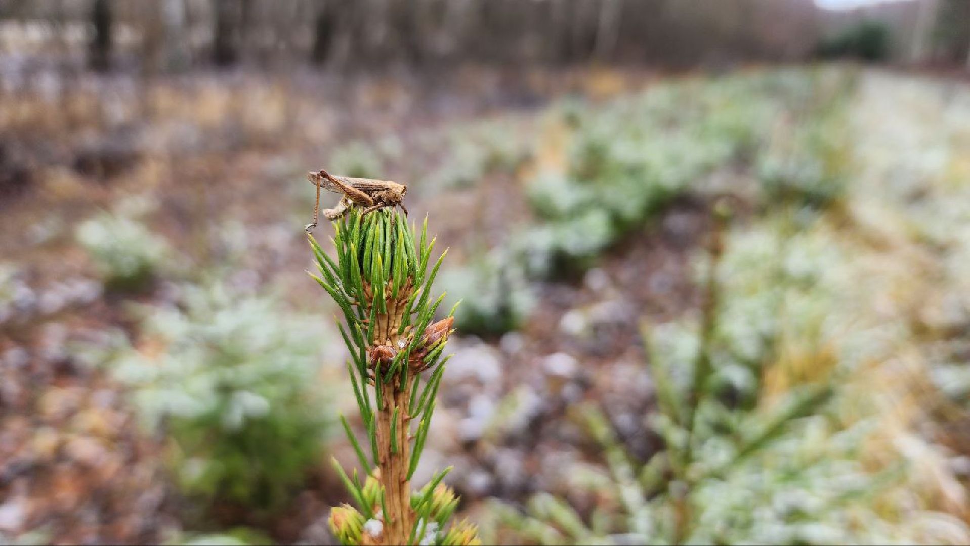 Дмитров, Лесной питомник, Комитет лесного хозяйства,