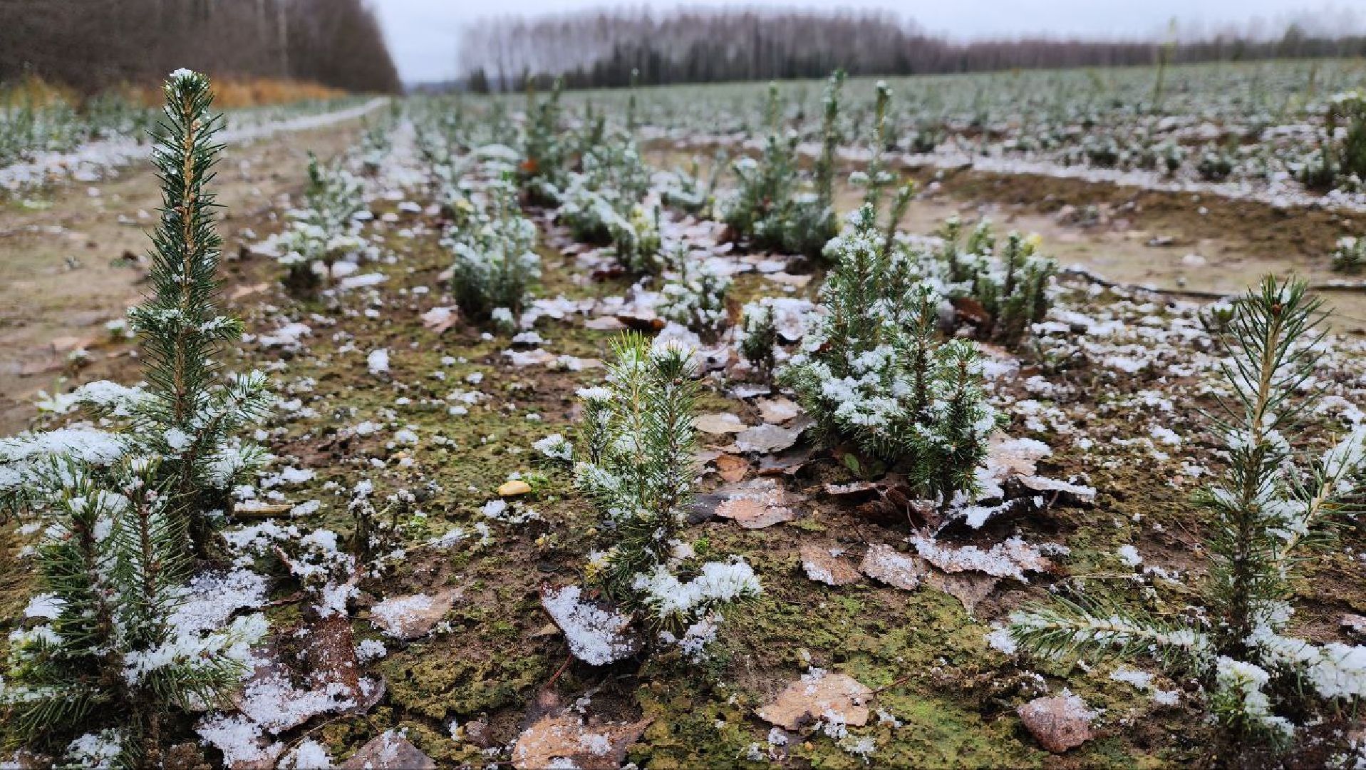 Дмитров, Лесной питомник, Комитет лесного хозяйства,