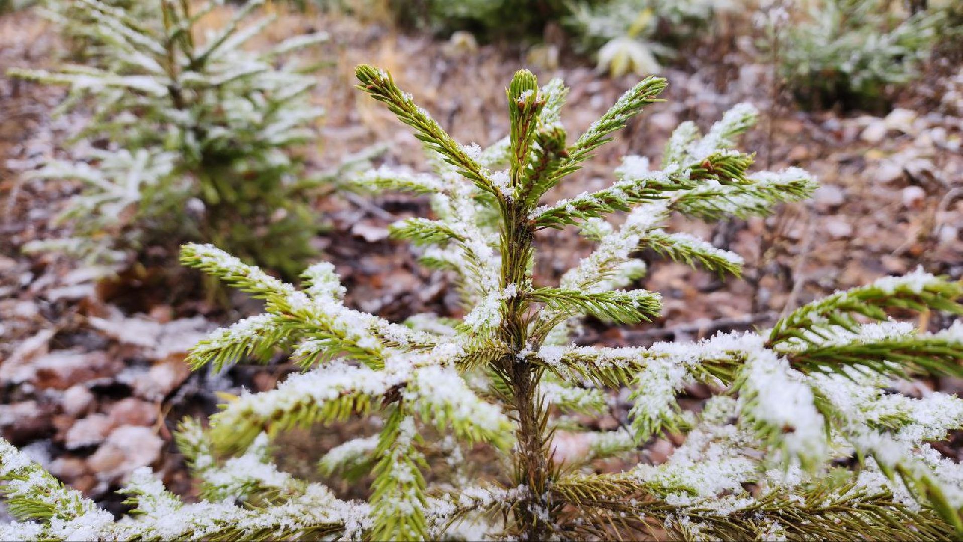 Дмитров, Лесной питомник, Комитет лесного хозяйства,